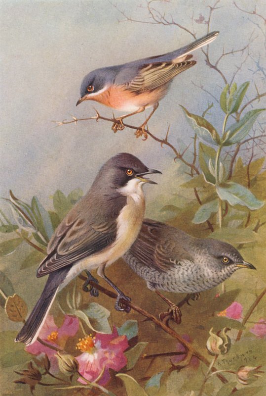 Subalpine Warbler, Orphean Warbler, Barred Warbler (värilitografia) tekijältä Archibald Thorburn