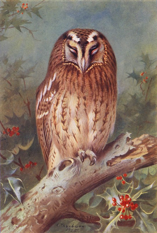 Pöllö (värilitro) tekijältä Archibald Thorburn