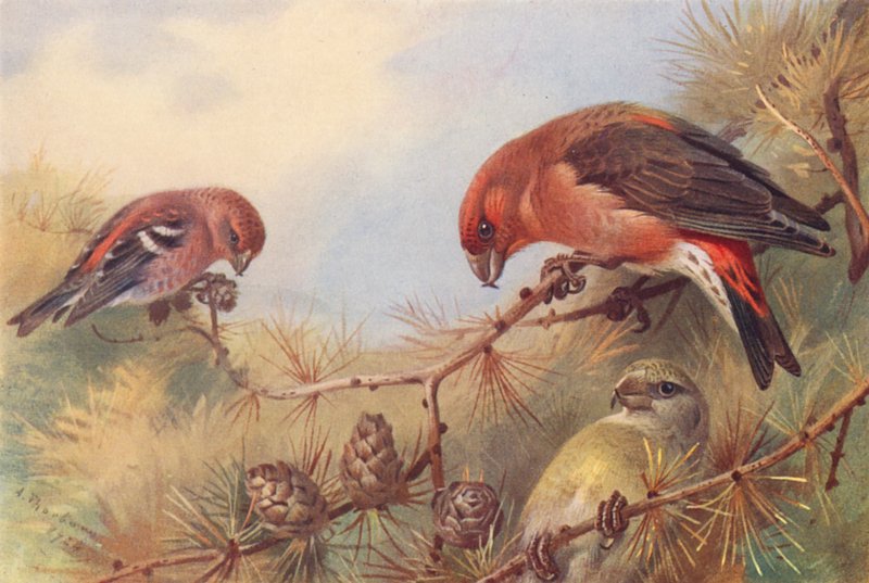 Ristisorsa, Ristisorsa (koiras ja naaras) (värilitografia) tekijältä Archibald Thorburn