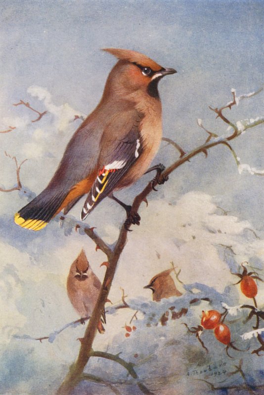 Vahalintu (värilitro) tekijältä Archibald Thorburn