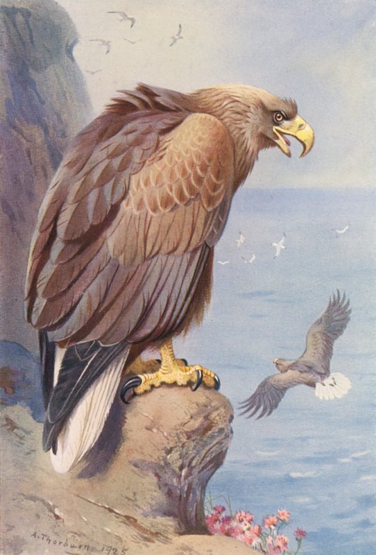 Merikotka (värilitro) tekijältä Archibald Thorburn