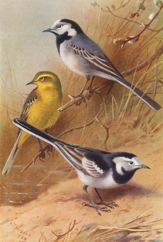 White Wagtail, Yellow Wagtail, Pied Wagtail (värilitografia). tekijältä Archibald Thorburn