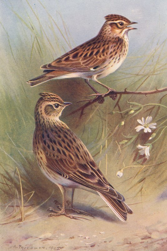 Wood-Lark, Sky-Lark (värilitografia) tekijältä Archibald Thorburn