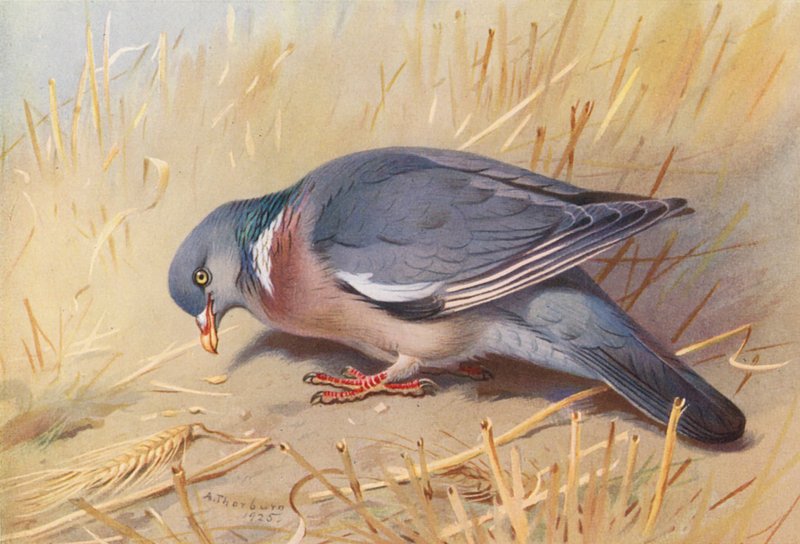 Puukyyhkynen (värilitra) tekijältä Archibald Thorburn