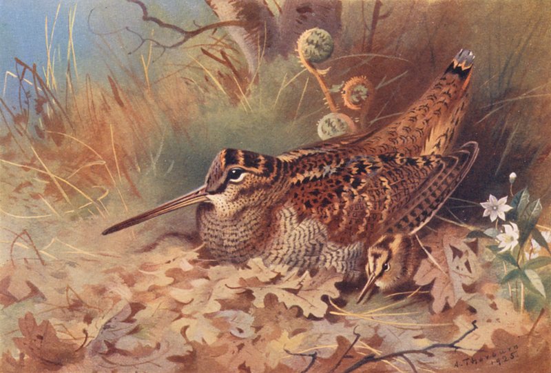 Metsäkukko (värilitografia) tekijältä Archibald Thorburn