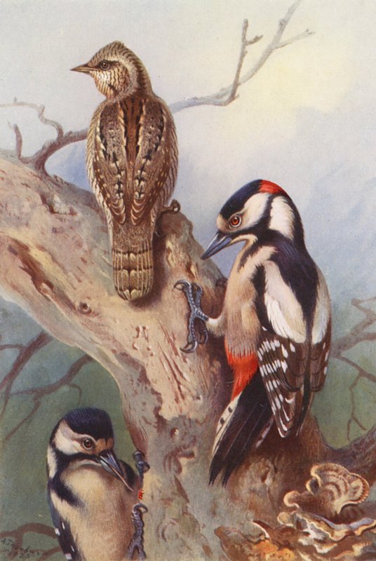 Wryneck, laikkutikka (uros ja naaras) (värilitografia) tekijältä Archibald Thorburn