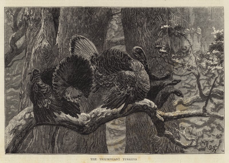 Voittoisat kalkkunat tekijältä Arthur Boyd Houghton