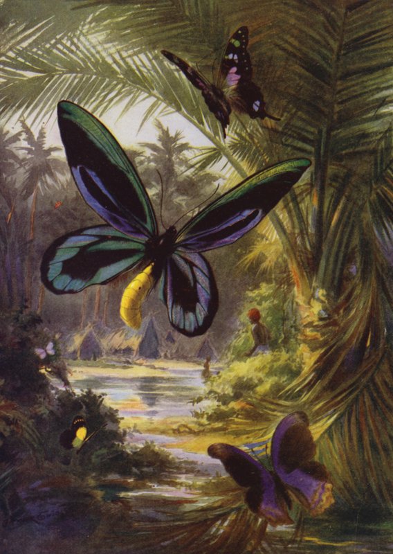 Kauniita perhosia: Troides Alexandrae, suurin kaikista perhosista (väri litho) tekijältä Arthur Twidle