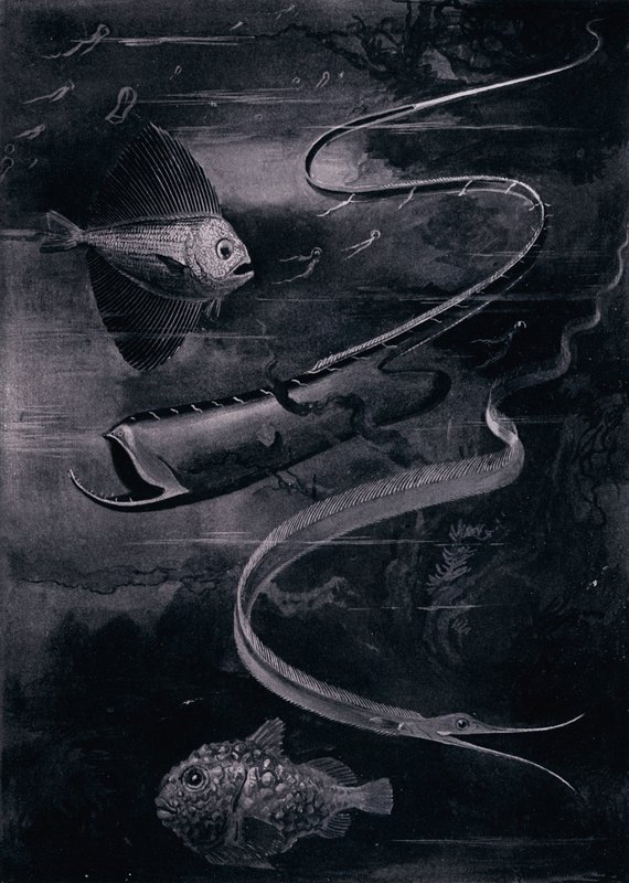 Syvänmeren kala (litho) tekijältä Arthur Twidle