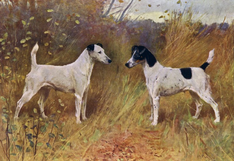 Kilpailevat kaunokaiset, mestari Donna Fortuna ja mestari Durhamin herttuatar (värilitho) tekijältä Arthur Wardle