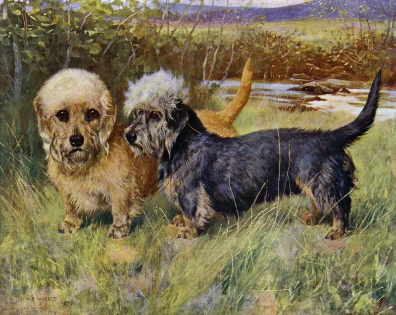 Dandie Dinmont Terrierit, Ch Blacket House Yet, Sinappi ja Ch Ancrum Fanny, Pepper (väri litho) tekijältä Arthur Wardle