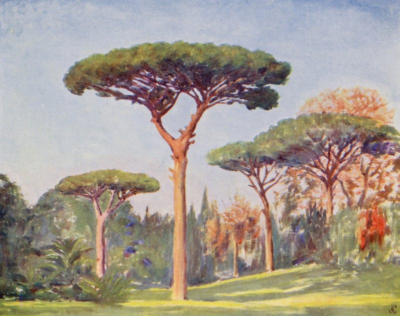 Rock Pines, Villa Floridiana (värilitro) tekijältä Augustine Fitzgerald