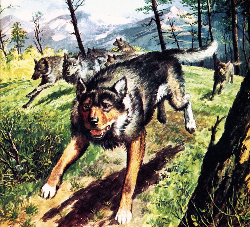 The Call of the Wild, joka perustuu Jack Londonin romaaniin. tekijältä Barrie Linklater