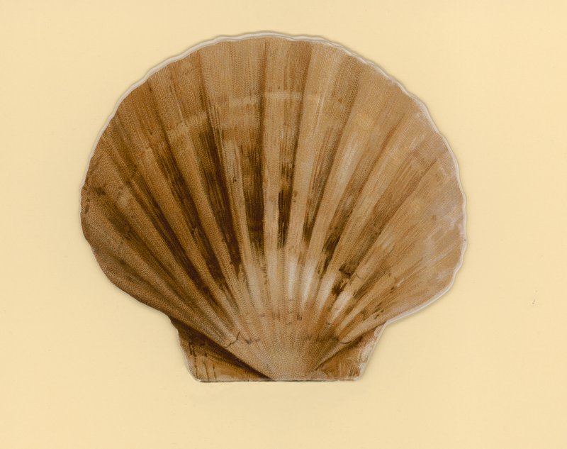 Kuvitus kirjaseen nimeltä Sea Shells (väri litho) tekijältä Benjamin D. Sigmund