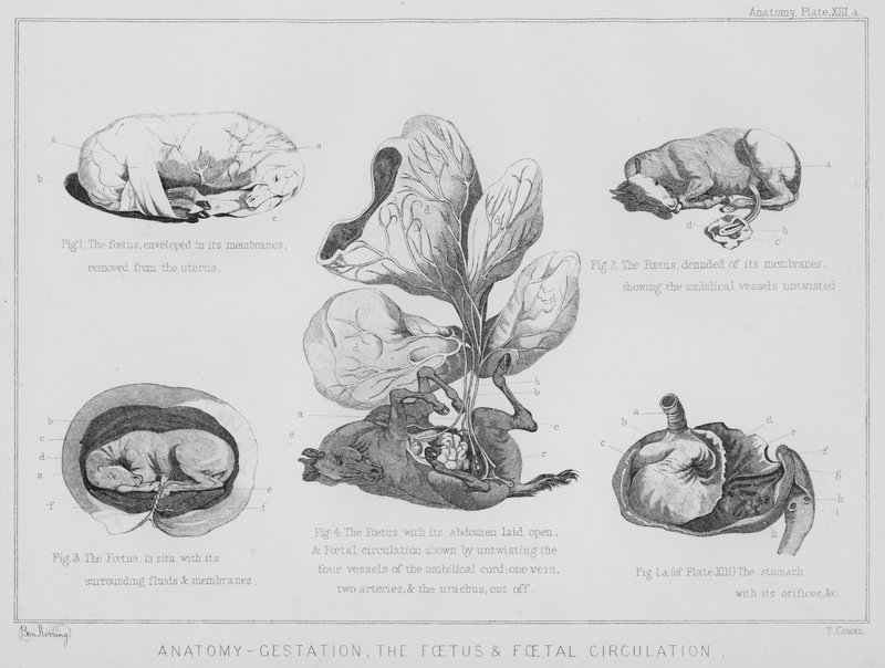 Anatomia, raskaus, sikiö ja sikiön verenkierto (litho) tekijältä Benjamin Herring