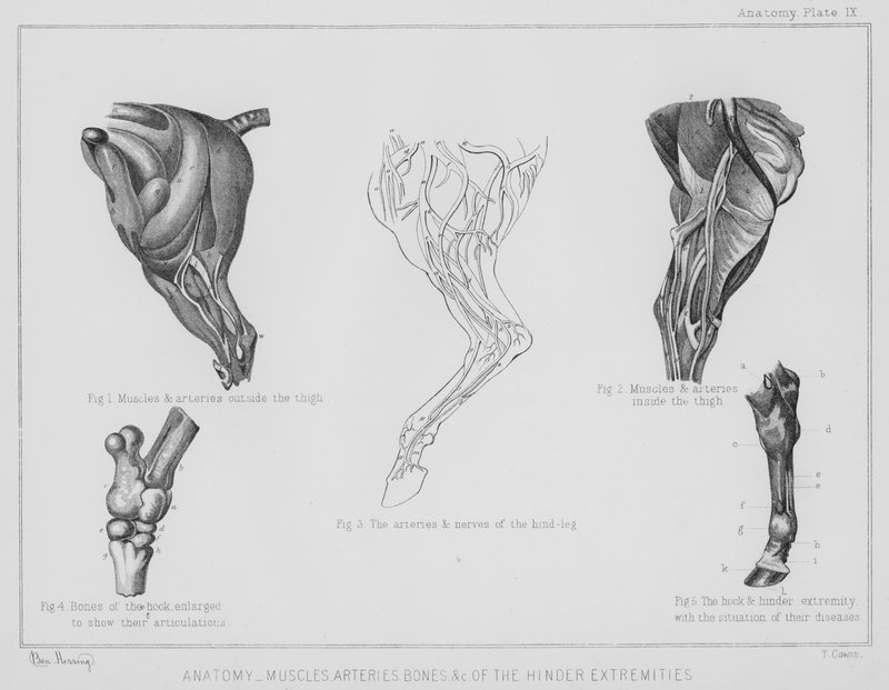 Anatomia, lihasvaltimot, esteiden raajojen luut jne. tekijältä Benjamin Herring