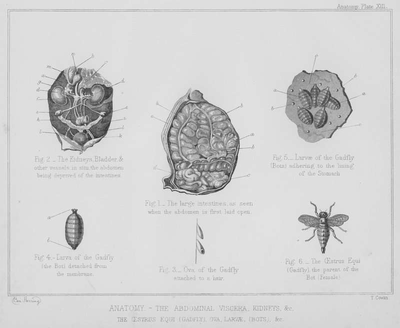 Anatomia, vatsan sisäelimet, munuaiset jne., kiima, gadfly, munasolut, toukat, botit jne (litho) tekijältä Benjamin Herring