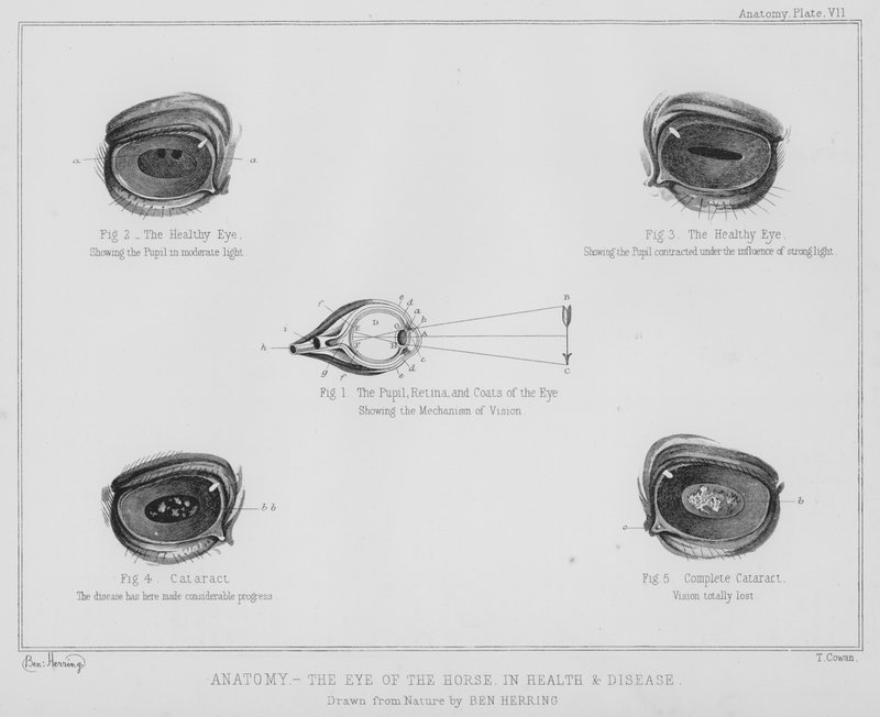 Anatomia, hevosen silmä terveydessä ja sairaudessa (litho) tekijältä Benjamin Herring