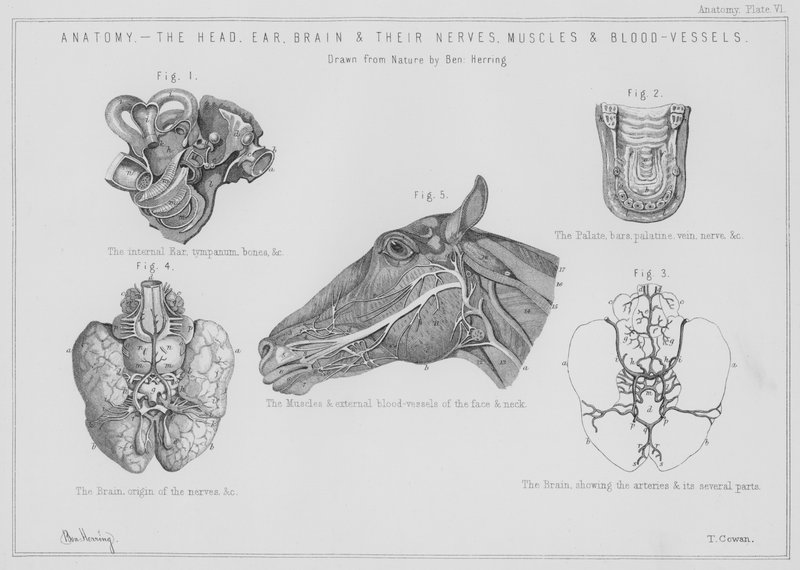 Anatomia, pää, korva, aivot ja niiden hermot, lihakset ja verisuonet (litho) tekijältä Benjamin Herring