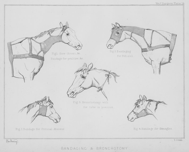 Sidonta ja bronkotomia (litho) tekijältä Benjamin Herring