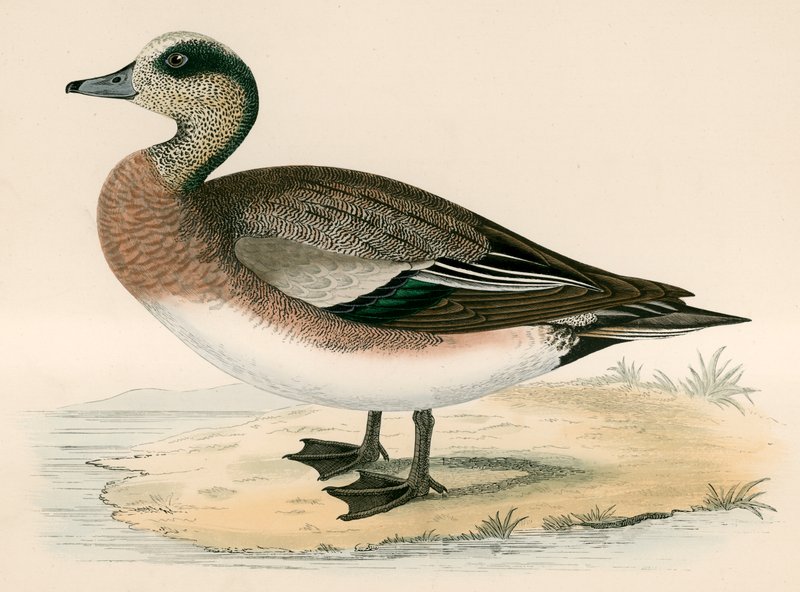 Amerikkalainen Wigeon tekijältä Beverley R. Morris