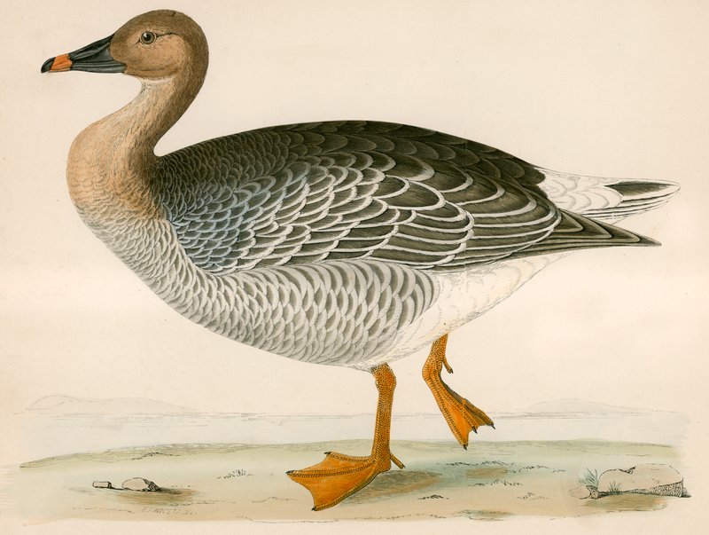 Bean Goose tekijältä Beverley R. Morris