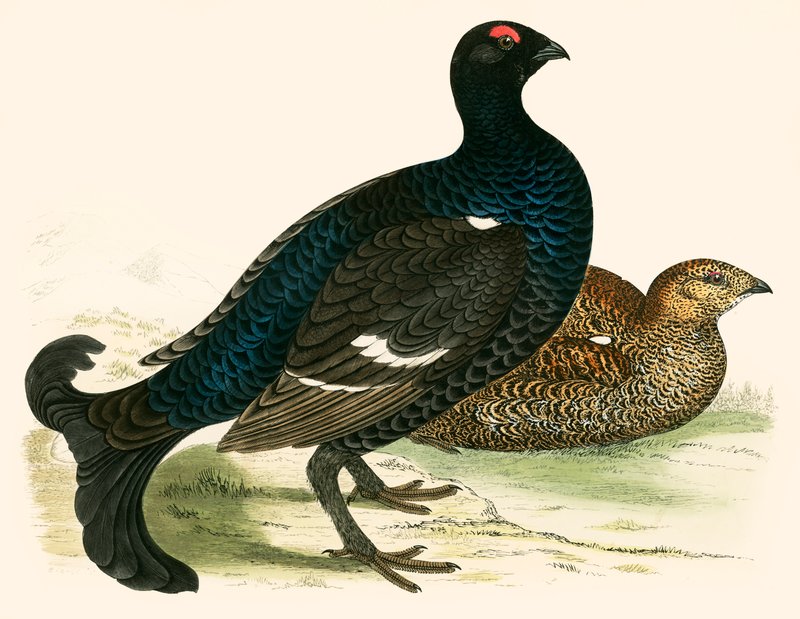 Black Grouse tekijältä Beverley R. Morris