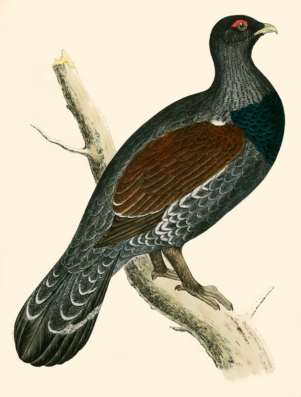 Capercaillie tekijältä Beverley R. Morris