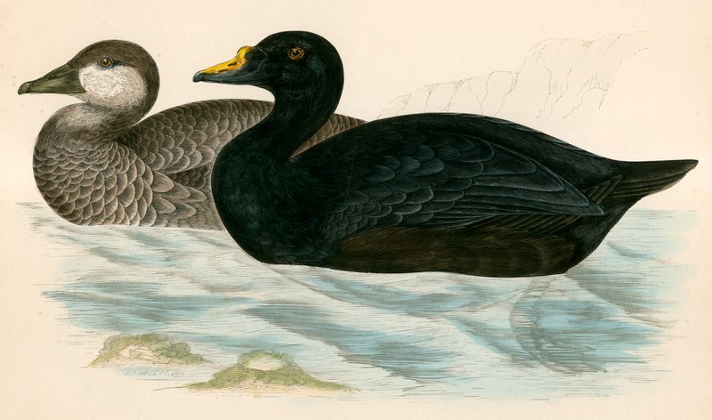 Tavallinen Scoter tekijältä Beverley R. Morris