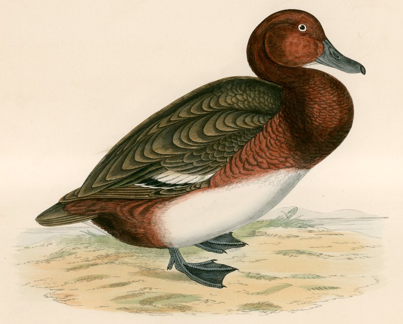 Ferruginous Duck tekijältä Beverley R. Morris