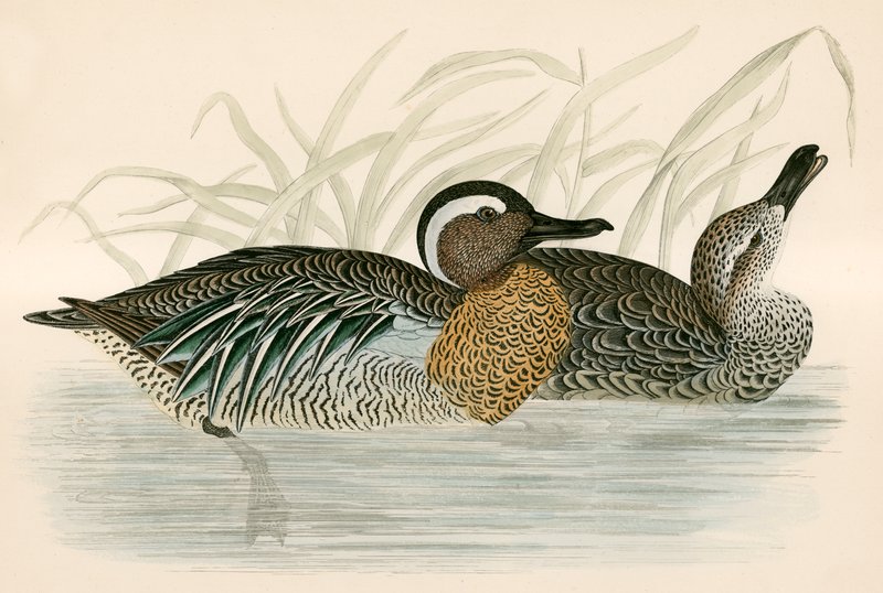 Garganey Teal tekijältä Beverley R. Morris