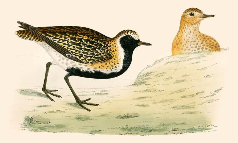 Golden Plover tekijältä Beverley R. Morris