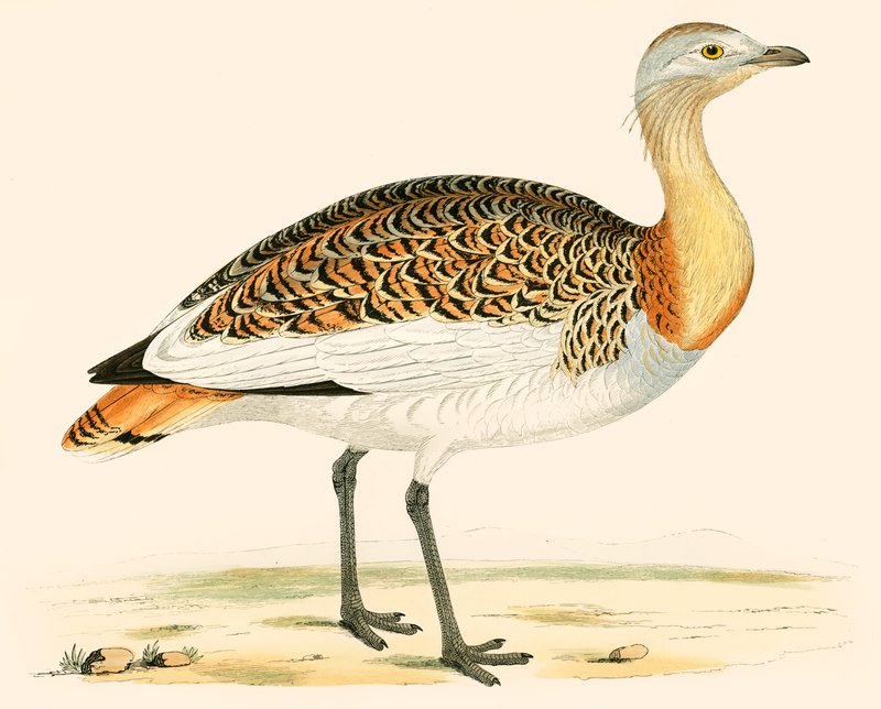 Isotautia tekijältä Beverley R. Morris