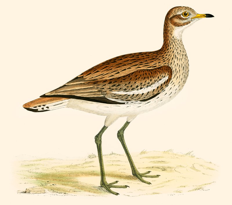 Suuri Plover tekijältä Beverley R. Morris