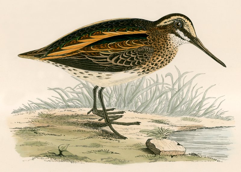 Jack Snipe tekijältä Beverley R. Morris