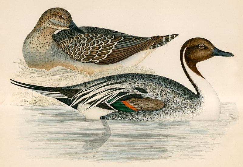 Pintail Duck tekijältä Beverley R. Morris