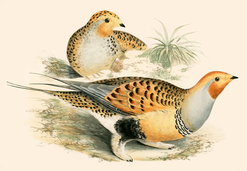 Sand Grouse tekijältä Beverley R. Morris