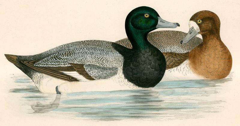 Scaup Duck tekijältä Beverley R. Morris