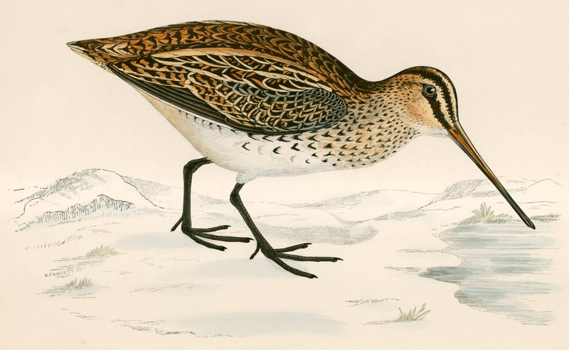 Taivaanvuohi tekijältä Beverley R. Morris