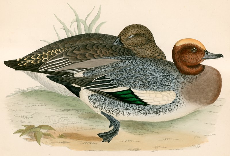 Wigeon tekijältä Beverley R. Morris
