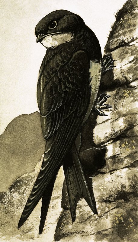 Swift tekijältä Bob Hersey