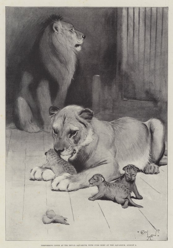 Esiintyvät lionit Royal Aquariumissa ja akvaariossa syntyneet poikaset 6. elokuuta tekijältä Cecil Charles Windsor Aldin