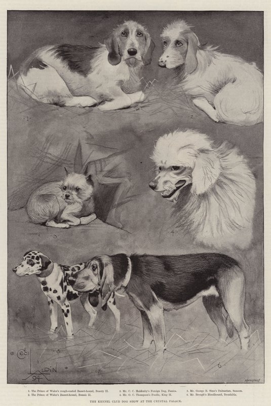 Kennelliiton koiranäyttely Crystal Palacessa tekijältä Cecil Charles Windsor Aldin