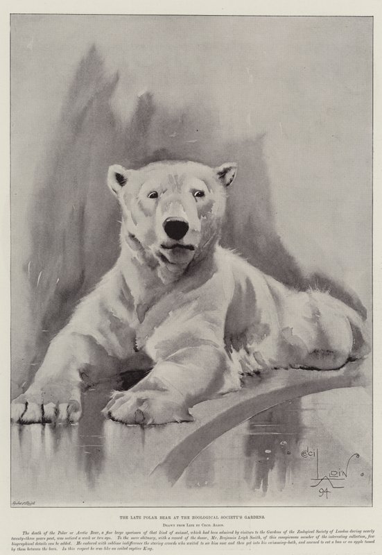 Myöhäinen jääkarhu eläintieteellisen seuran puutarhoissa tekijältä Cecil Charles Windsor Aldin