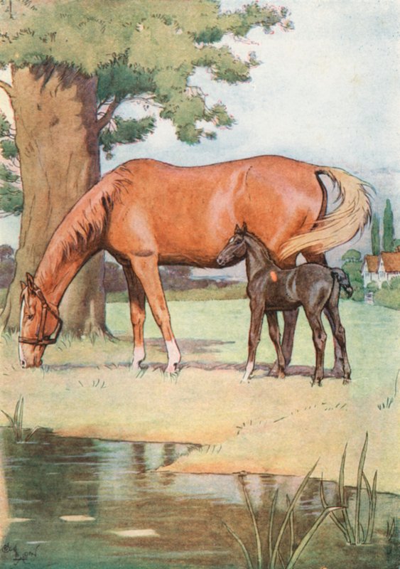 Ensimmäinen paikka, jonka muistan hyvin, oli suuri miellyttävä niitty, jossa oli kirkkaan veden lampi tekijältä Cecil Charles Windsor Aldin