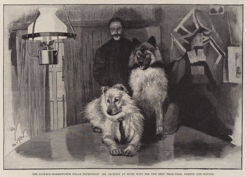 Jackson-Harmsworthin polaariretki, herra Jackson kotona kahden parhaan karhukoiransa Nimrodin ja Ravingin kanssa tekijältä Cecil Charles Windsor Aldin