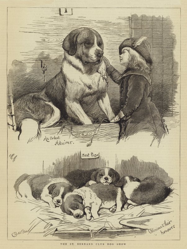 St Bernard Clubin koiranäyttely tekijältä Charles Burton