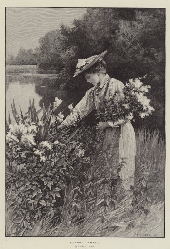 Mesiangervo tekijältä Charles Edward Wilson