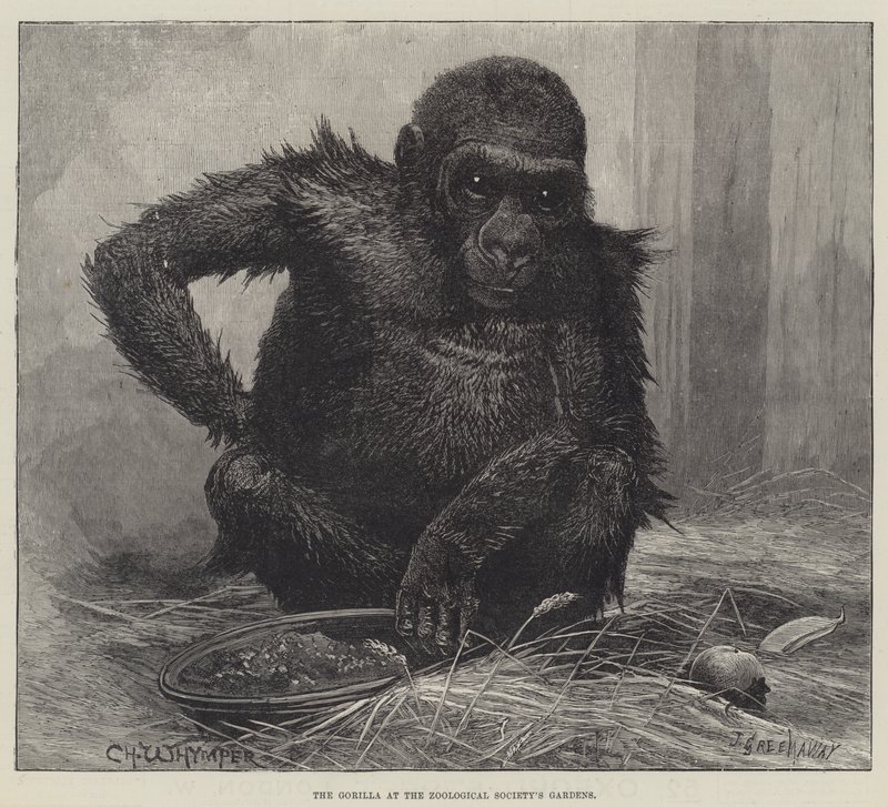 Gorilla Zoological Societyn puutarhoissa tekijältä Charles Whymper