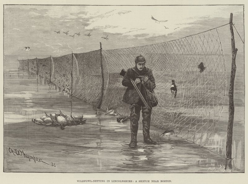 Wildfowl-verkko Lincolnshiressä, luonnos lähellä Bostonia tekijältä Charles Whymper
